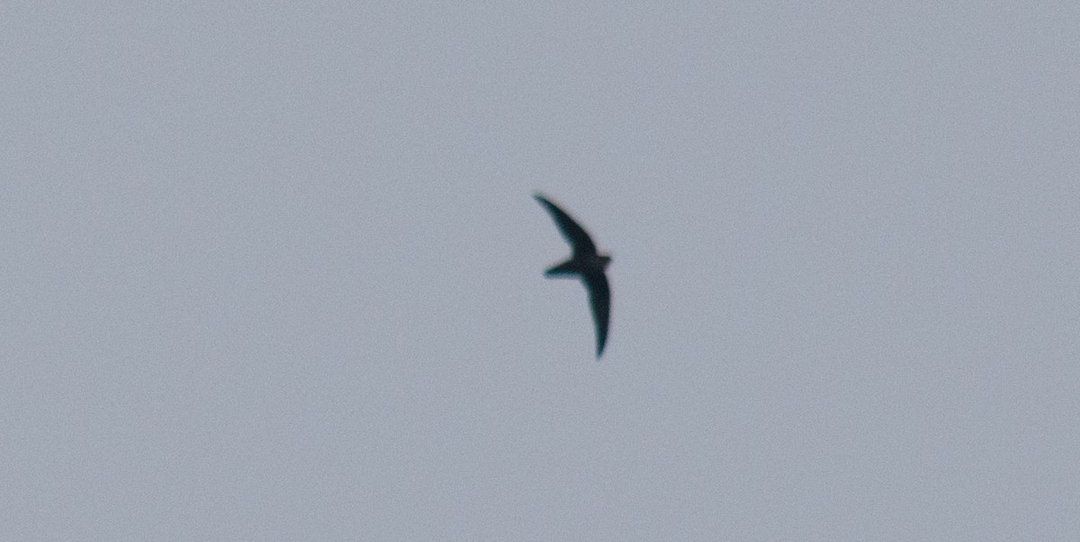 Chimney Swift - ML71987551