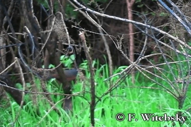 Black-throated Huet-huet - ML719876