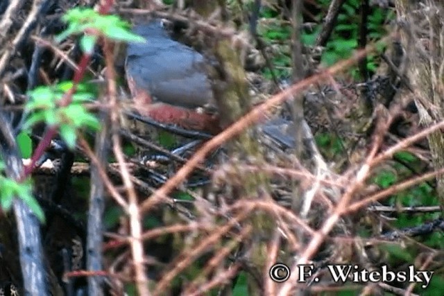 Schwarzkehltapaculo - ML719877