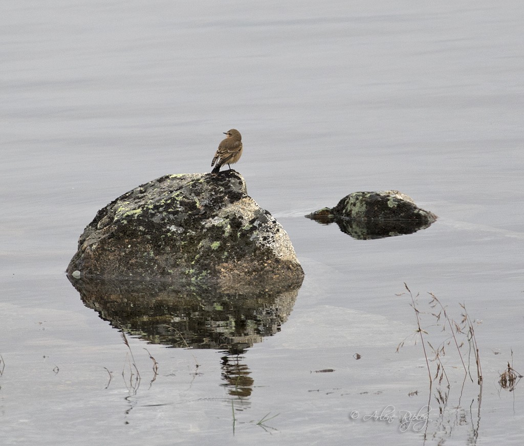 Northern Wheatear (Greenland) - ML71987701