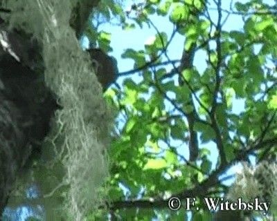 White-throated Treerunner - ML719878