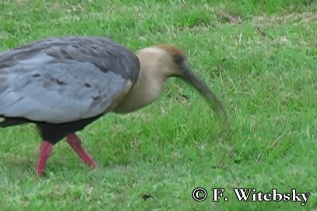 Black-faced Ibis - ML719882