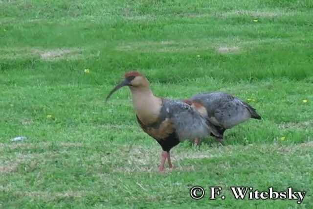 Black-faced Ibis - ML719883