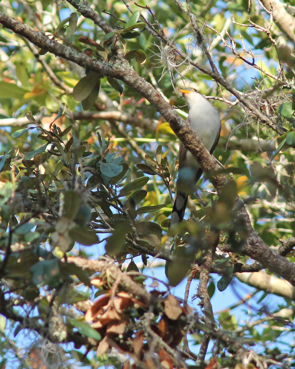 Yellow-billed Cuckoo - ML71989471