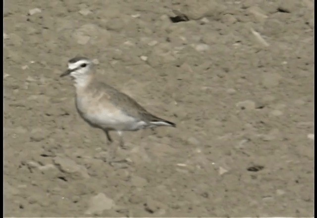 Mountain Plover - ML719917