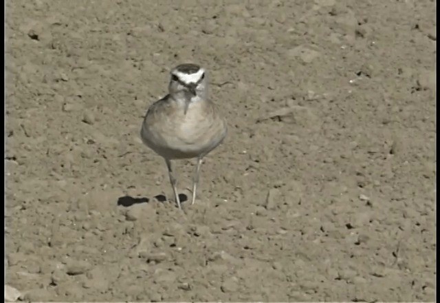 Mountain Plover - ML719918