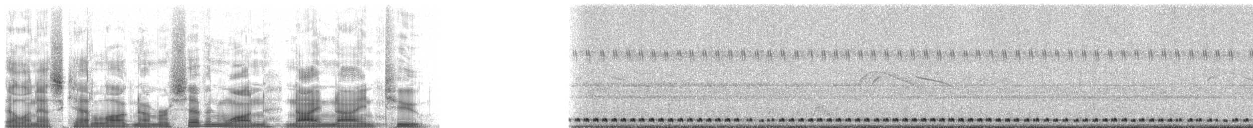 Lesser Nighthawk - ML71992