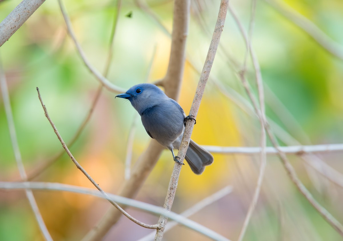Pale-blue Monarch - Shailesh Pinto