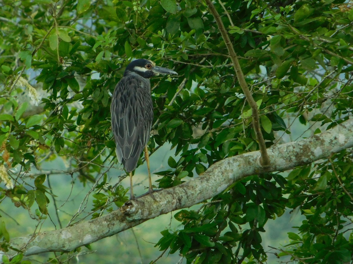 Yellow-crowned Night Heron - ML71995391