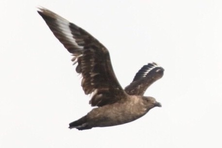 South Polar Skua - ML71995941