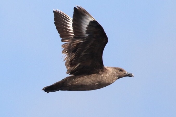 South Polar Skua - ML71995971