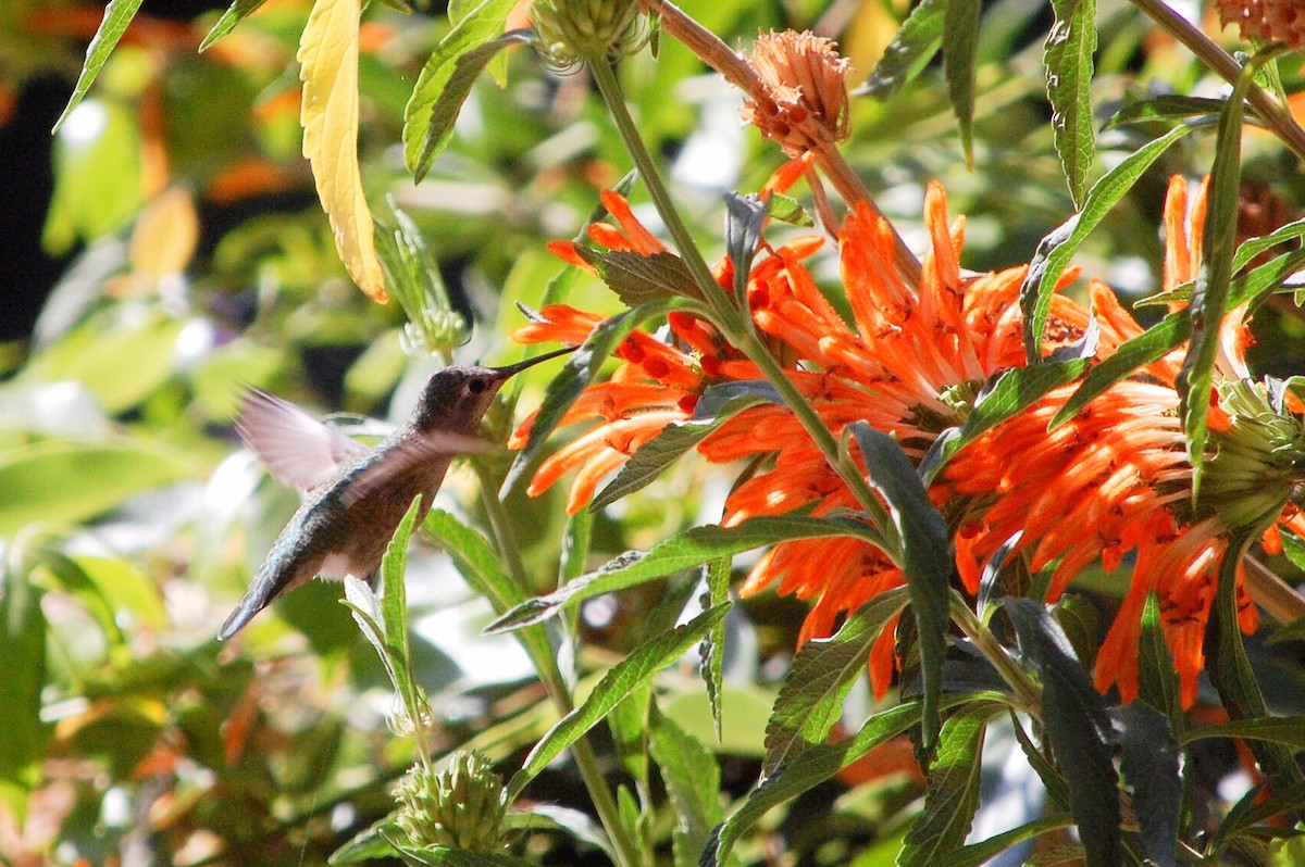 Anna's Hummingbird - ML71997341