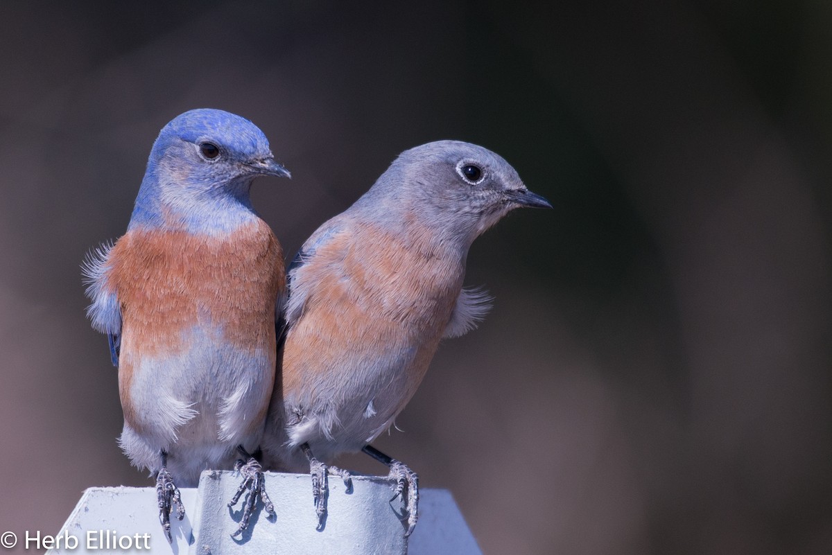 Western Bluebird - ML71997381