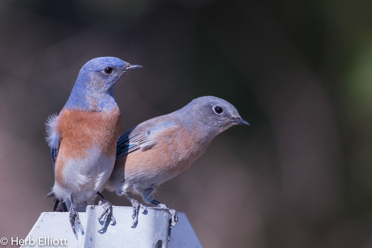 Western Bluebird - ML71997401