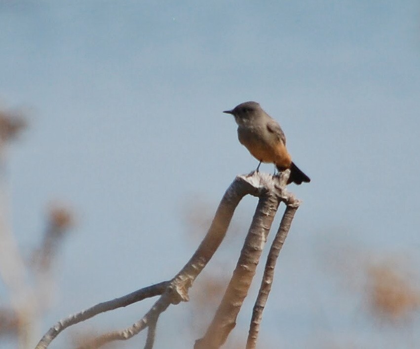 Say's Phoebe - ML71997471