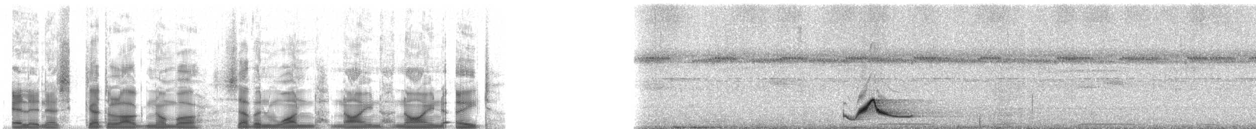 Common Pauraque - ML71998