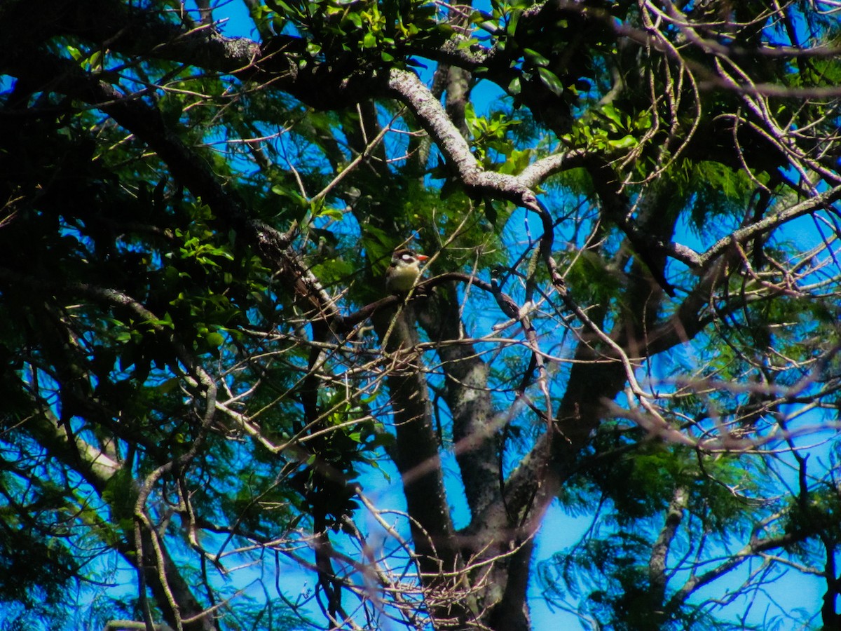 White-eared Puffbird - Karen Ciucio