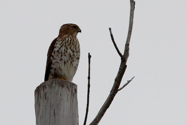 Cooper's Hawk - ML71999091