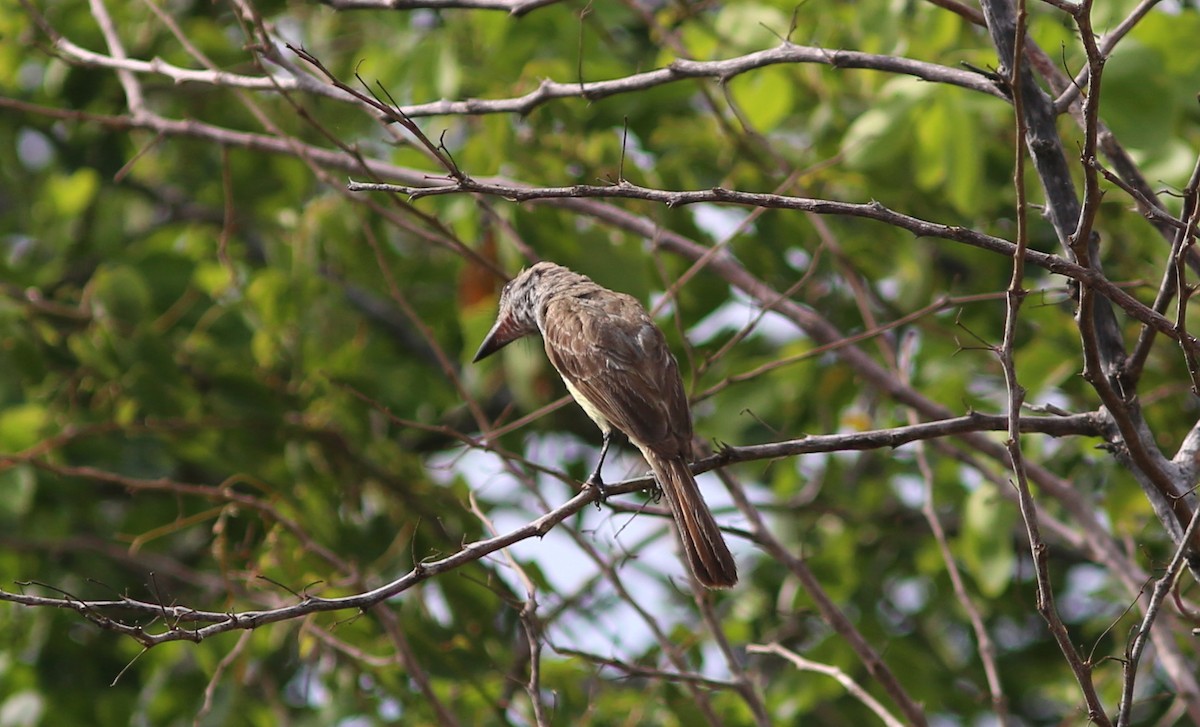 Venezuelan Flycatcher - ML71999631