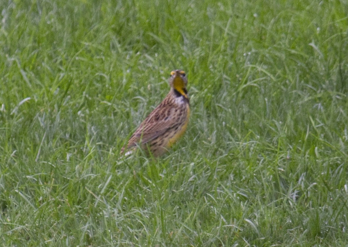 Eastern Meadowlark - ML72000061