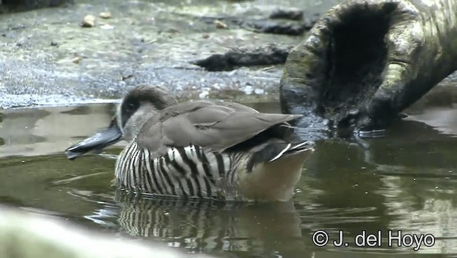 Pink-eared Duck - ML720008