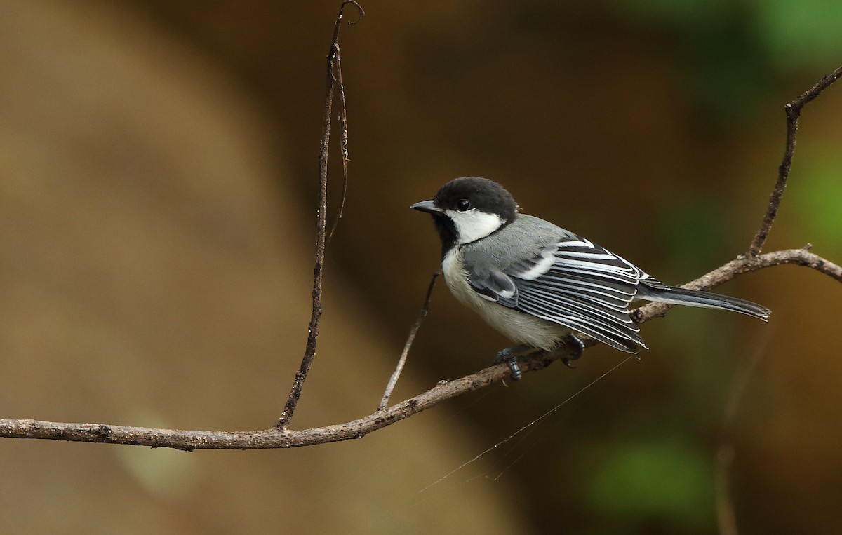 Asian Tit (Cinereous) - Anonymous