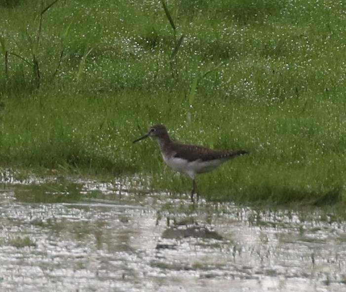 Solitary Sandpiper - ML72005291