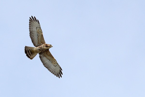 Broad-winged Hawk - ML72005941