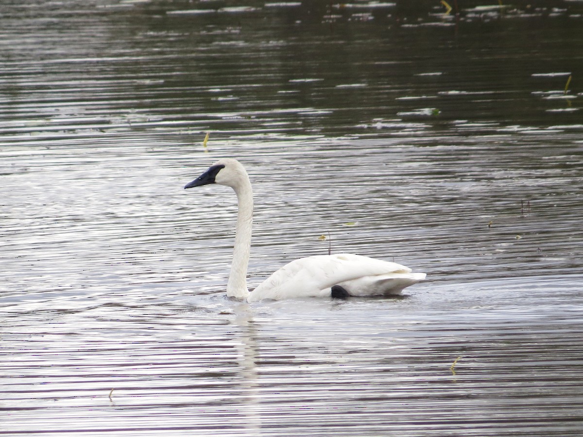 Trumpeter Swan - Chris Anderson