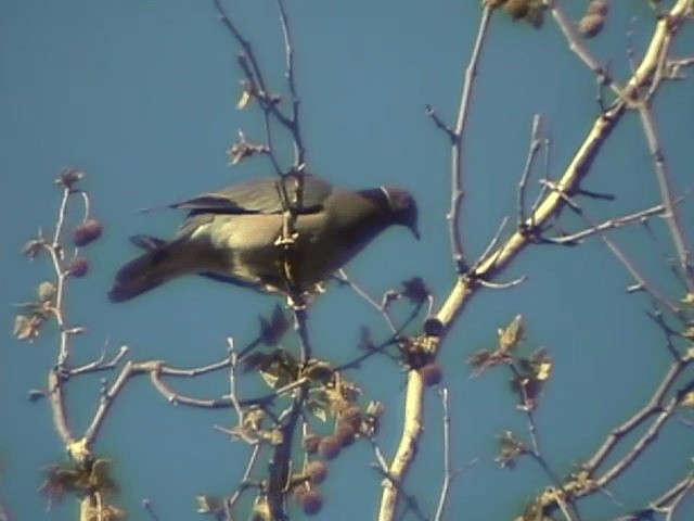 Полосатохвостый голубь [группа fasciata] - ML720077