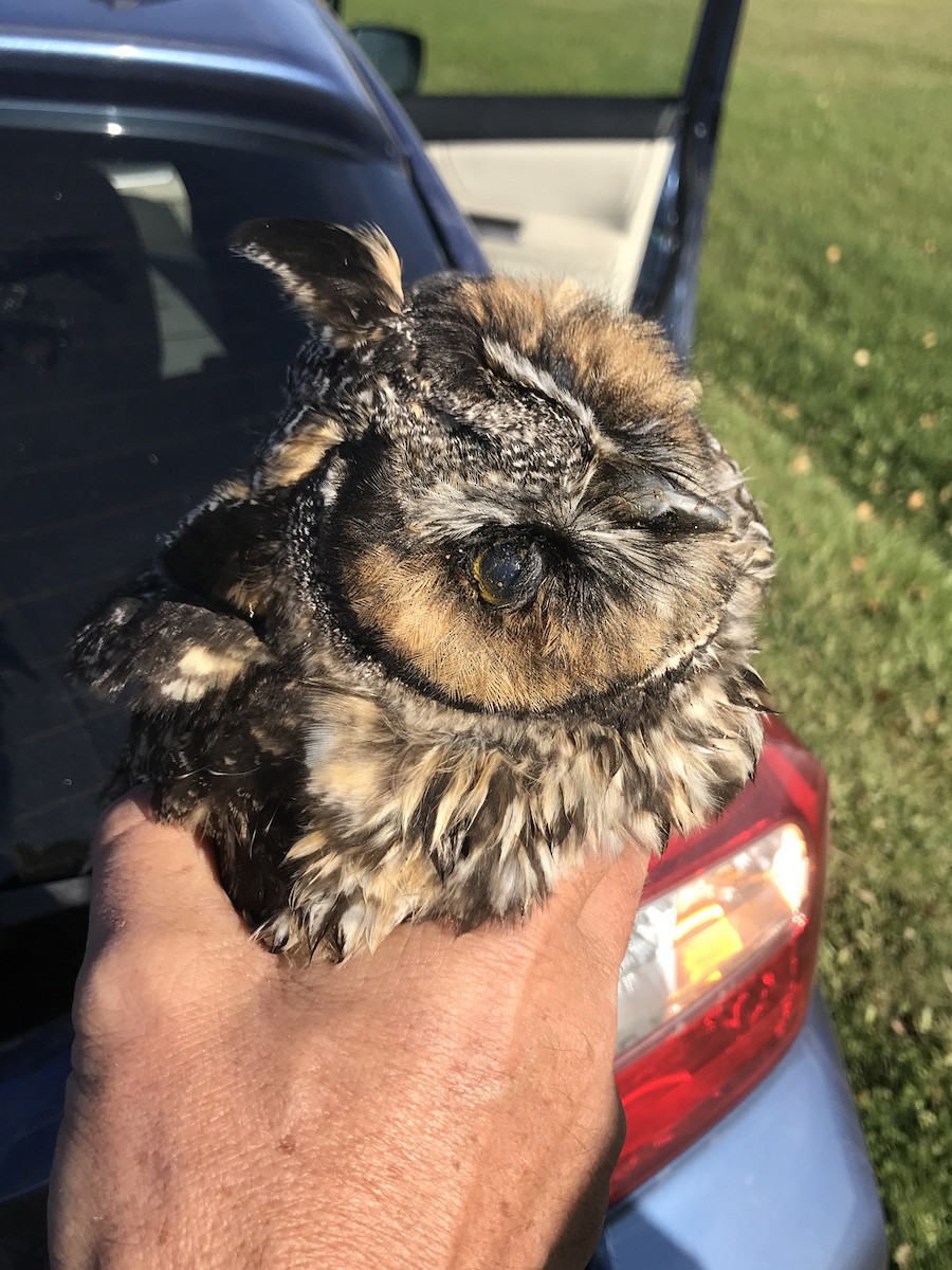 Long-eared Owl - ML72008661