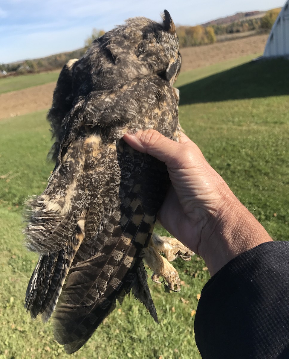 Long-eared Owl - ML72008681