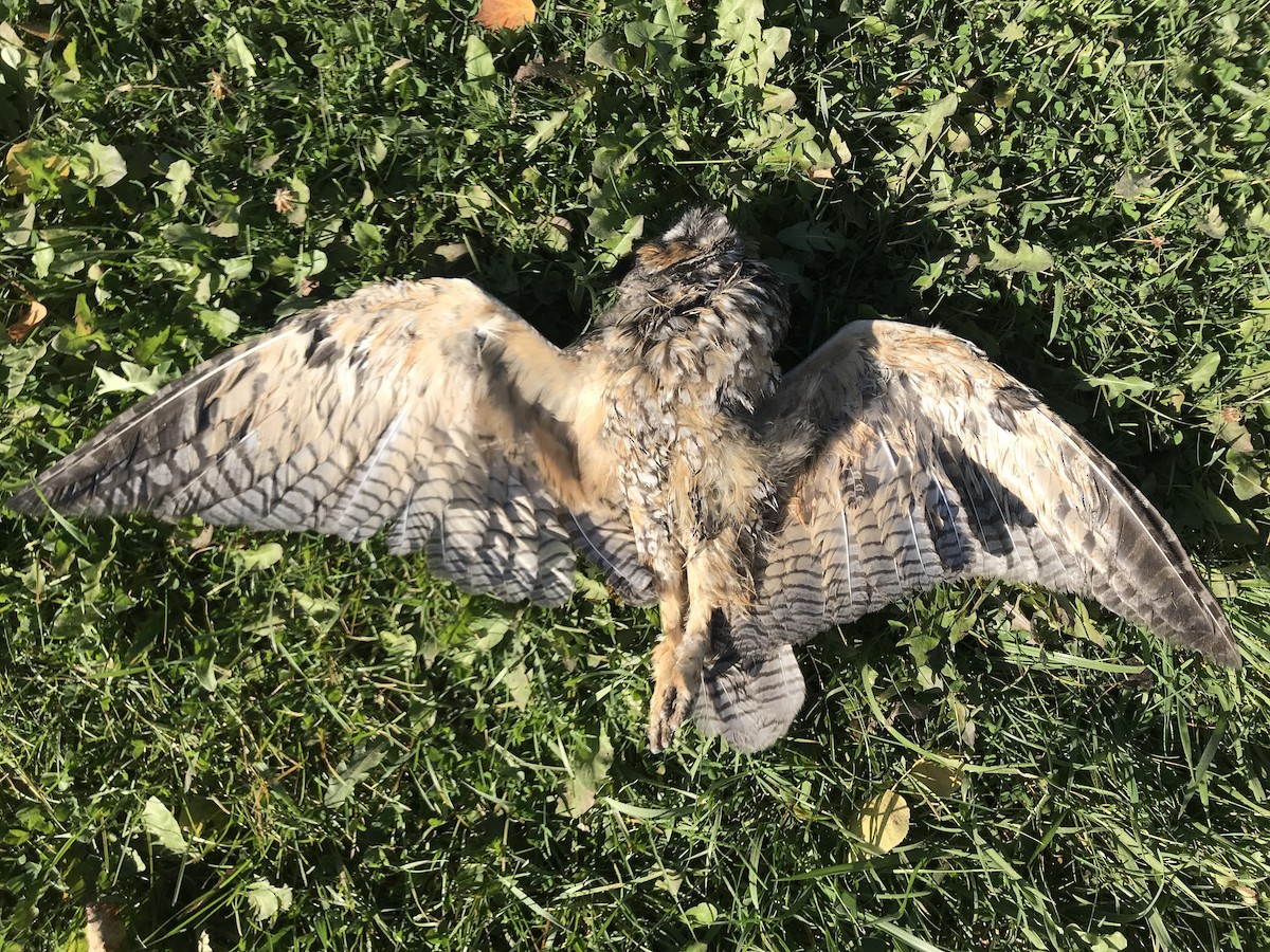 Long-eared Owl - ML72008691