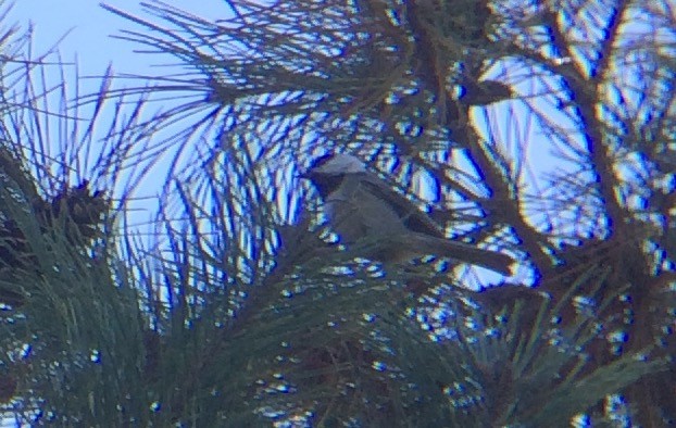 Mountain Chickadee - ML72011531