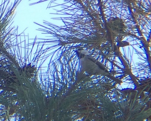 Mountain Chickadee - ML72011551