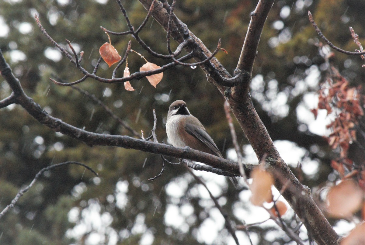 Boreal Chickadee - ML72011571