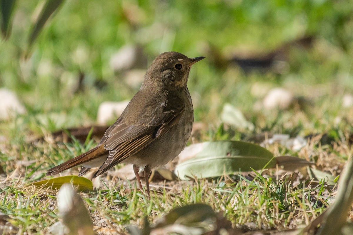 Hermit Thrush - ML72011781