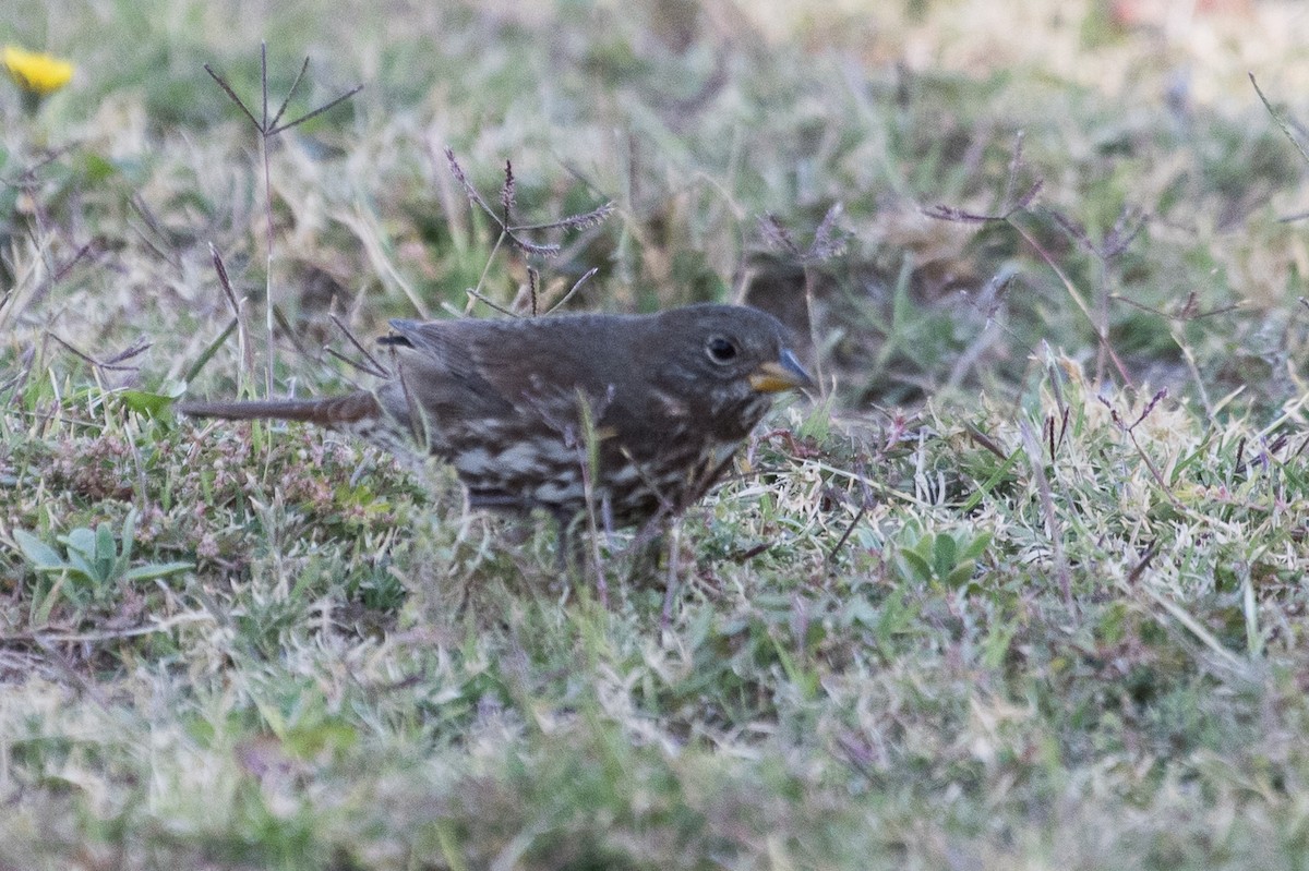 Fox Sparrow (Sooty) - ML72011821