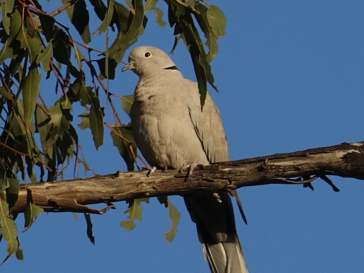 Eurasian Collared-Dove - ML72013871