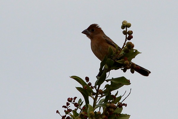 Blue Grosbeak - ML72015281