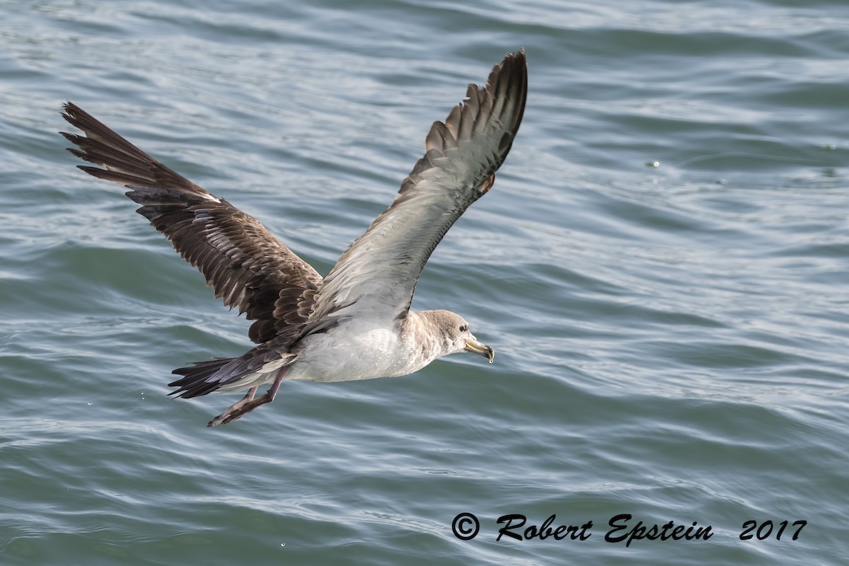 Cory's Shearwater (Scopoli's) - ML72015741