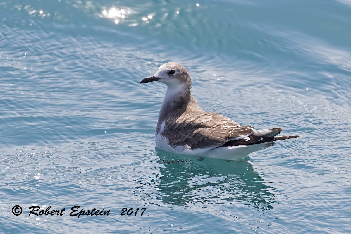 Sabine's Gull - Robert Epstein