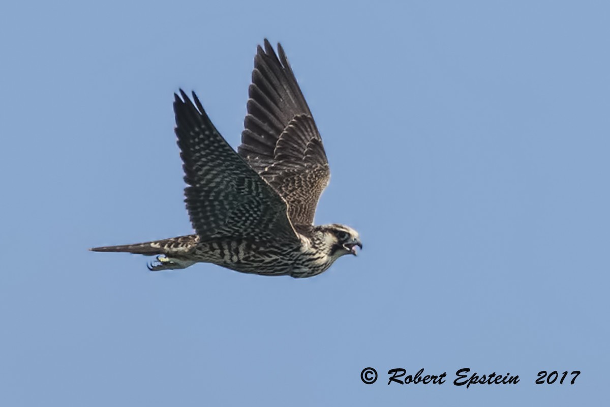 Peregrine Falcon - ML72016211