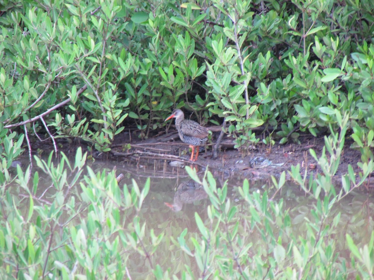 Mangrove Rail - ML72017161