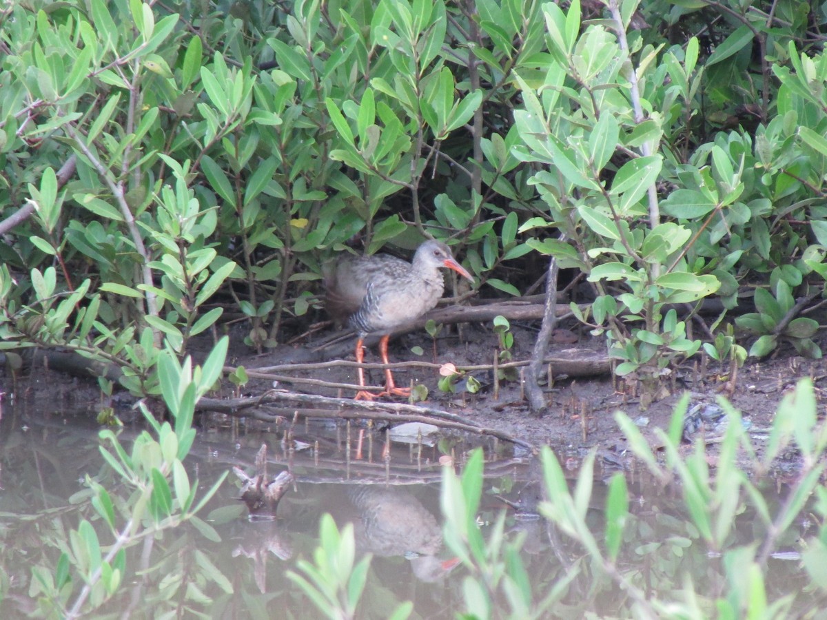 Mangrove Rail - ML72017231