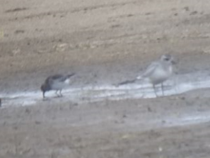 Purple Sandpiper - ML72017251