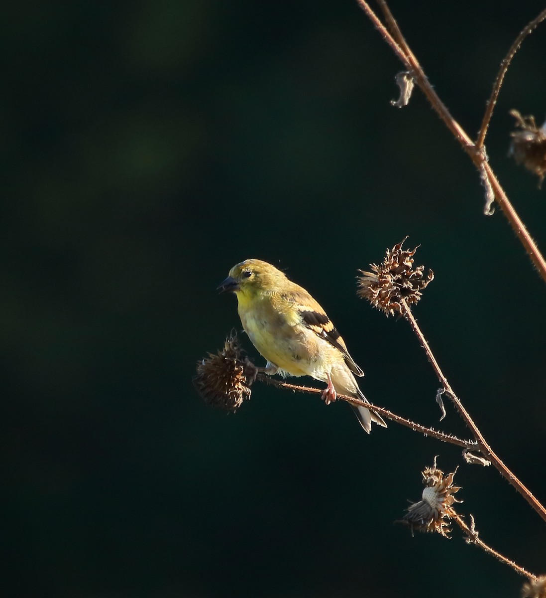 American Goldfinch - ML72017551