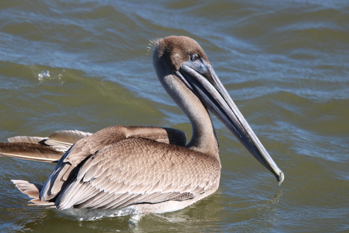 pelikán hnědý - ML72018451