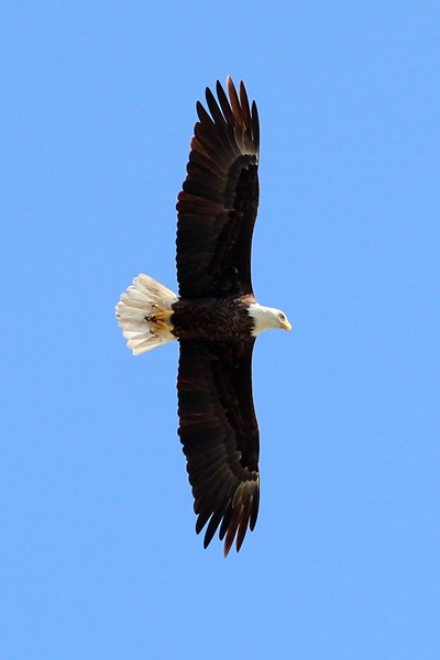 Bald Eagle - ML72018661