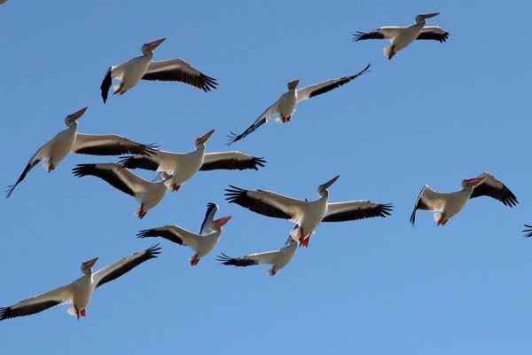 American White Pelican - ML72020171